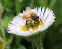 Honeybee on Seaside Daisy, San Dieguito County Park, Solana Beach, California
