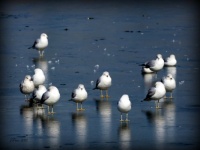 Ring-billed gulls (RBGU) on ice