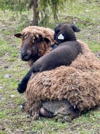 Baby BaaBaa black sheep