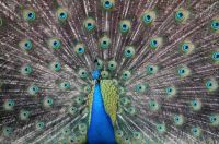 amazing peacock