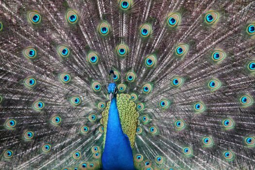 amazing peacock