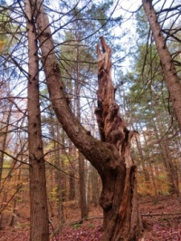 Old tree