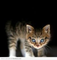 CUTE BLUE EYED KITTEN...