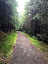 The Pine Walk (2)