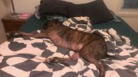 Ruger Rell on a typical day!