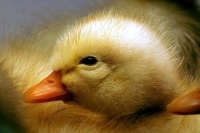 Baby Duckling.