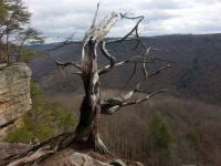 Old Tree Tennessee