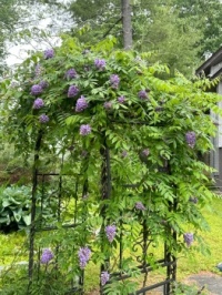 Wisteria on its support