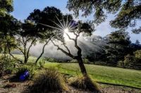 Foggy Tree