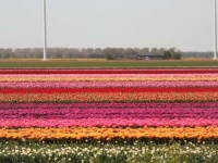 Tulip fields Flevoland The Netherlands Apr. 2022