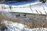 geese