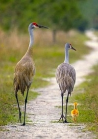 Sandhill Crane Family