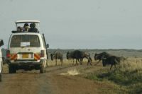 Kenya_safari