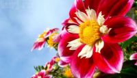 flower from the castle