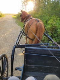 Restored Amish buggy