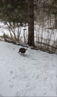 When I open the door, all turkeys scatter except for this hen. She comes running for peanuts but stops within 6 feet.