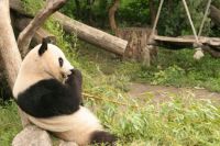 panda zoo vienna