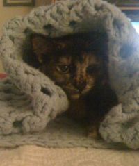 Cuddly Kitten