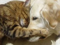 love between a dog and cat