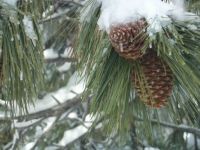 Pinecones 2