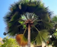 Fan palm