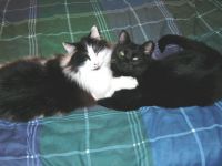 Our Cats