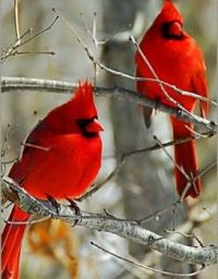 Beautiful Cardinals