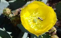 Bee in Cactus Flower