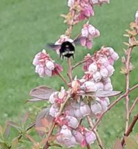 BLUEBERRY BUMBLE BEE