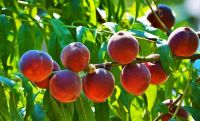 Fruit_Peaches_Branches_496345