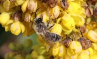 spring mining bee - Colletes cunicularius (Grote zijdebij)