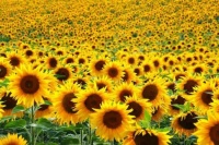 Sunflowers - National flower of Ukraine
