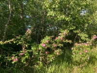 Wild Roses