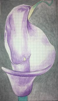 calla lily drawing 1