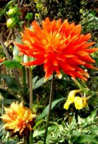 splendid dahlia