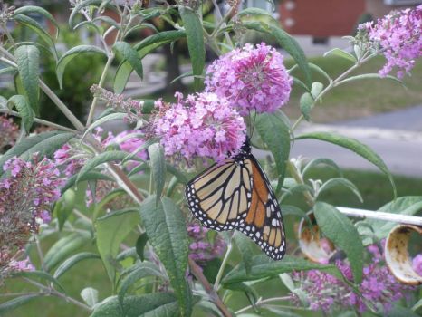 My Butterfly Bush