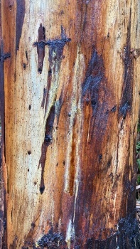 Eucalptus bark