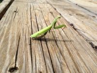 Praying Mantis