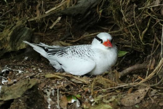 Red-billed tropic bird on nest