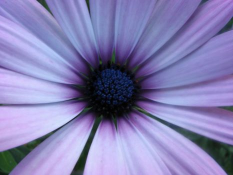 pretty in purple