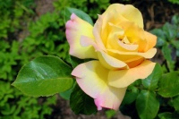 Královna květin - Queen of Flowers