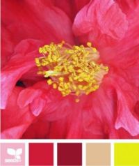 hibiscus color palette