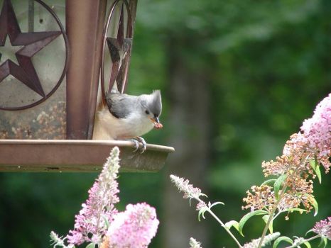 Titmouse likes the berries
