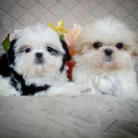 Candy and her brother