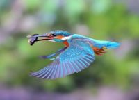 A cool picture of a Kingfisher with the catch of the day. The colors of this bird are just beautiful.