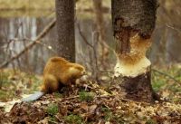 beaver_felled_tree