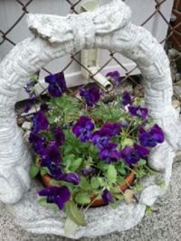 Basket of Violets
