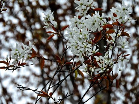 Serviceberry trees are in bloom
