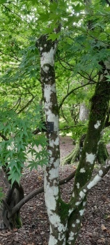 At the Arboretum
