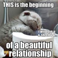 Precious Kitten